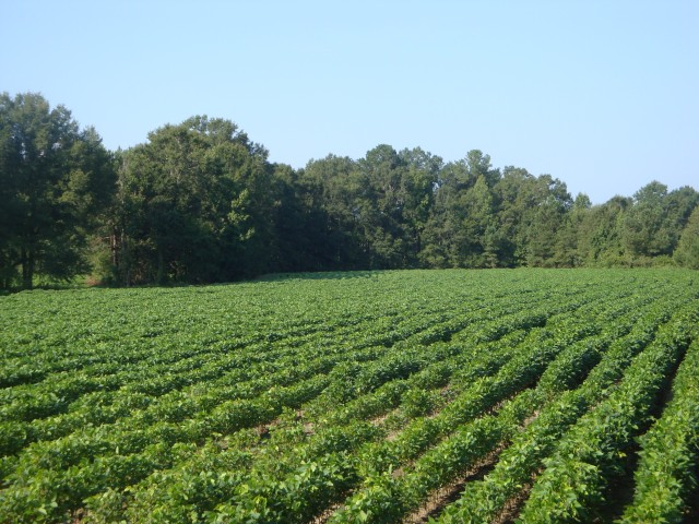 127 acres in Williamsburg County - SOLD