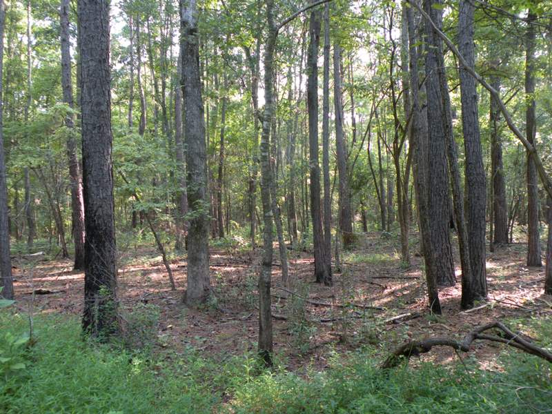 47 acres in Berkeley County - SOLD