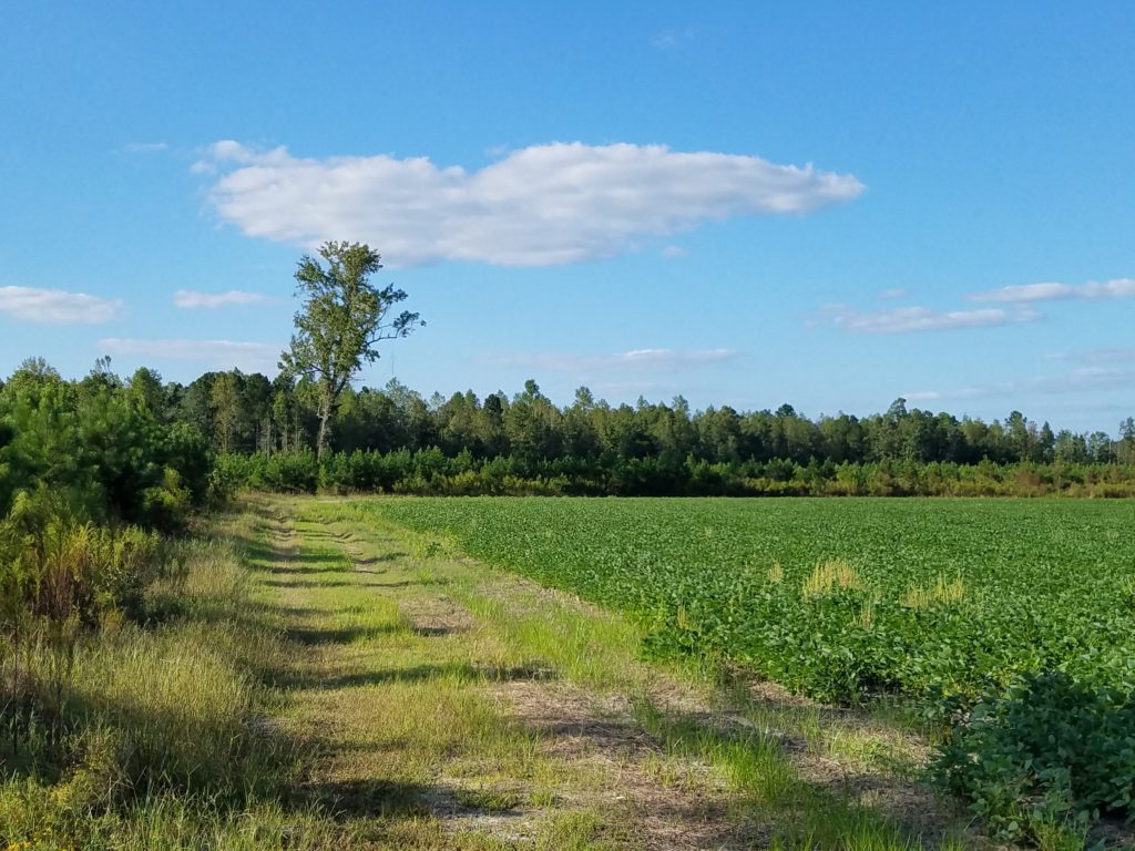 121 acres in Williamsburg & Florence Counties - SOLD