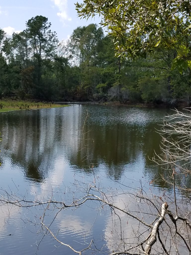 498 acre Lynches River Tract - SOLD