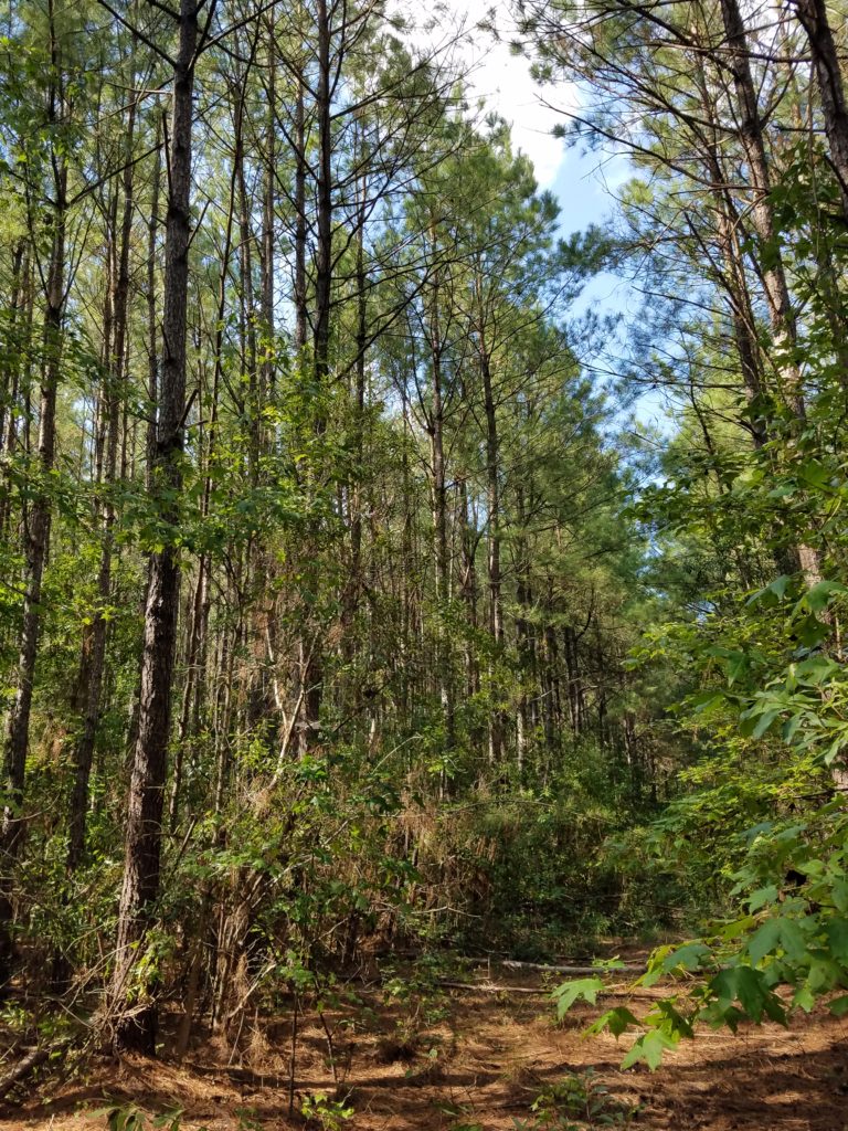 111 acres in Florence County - SOLD
