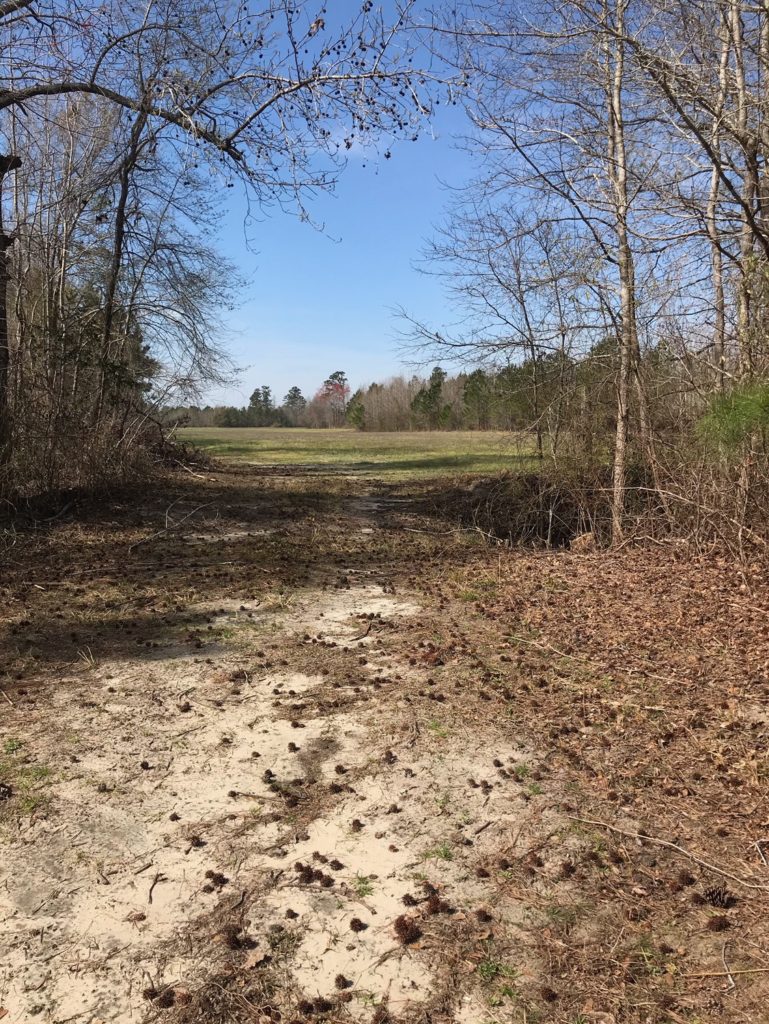 70 acres in Williamsburg County - SOLD