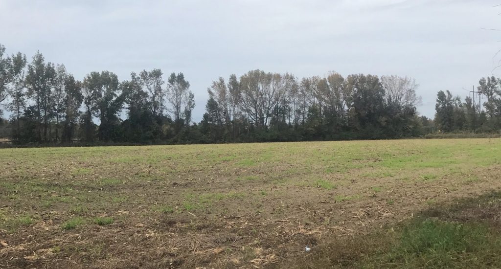15 acres Williamsburg County - SOLD